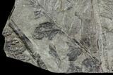 Pennsylvanian Fossil Fern (Sphenopteris) - Alabama #112765-2
